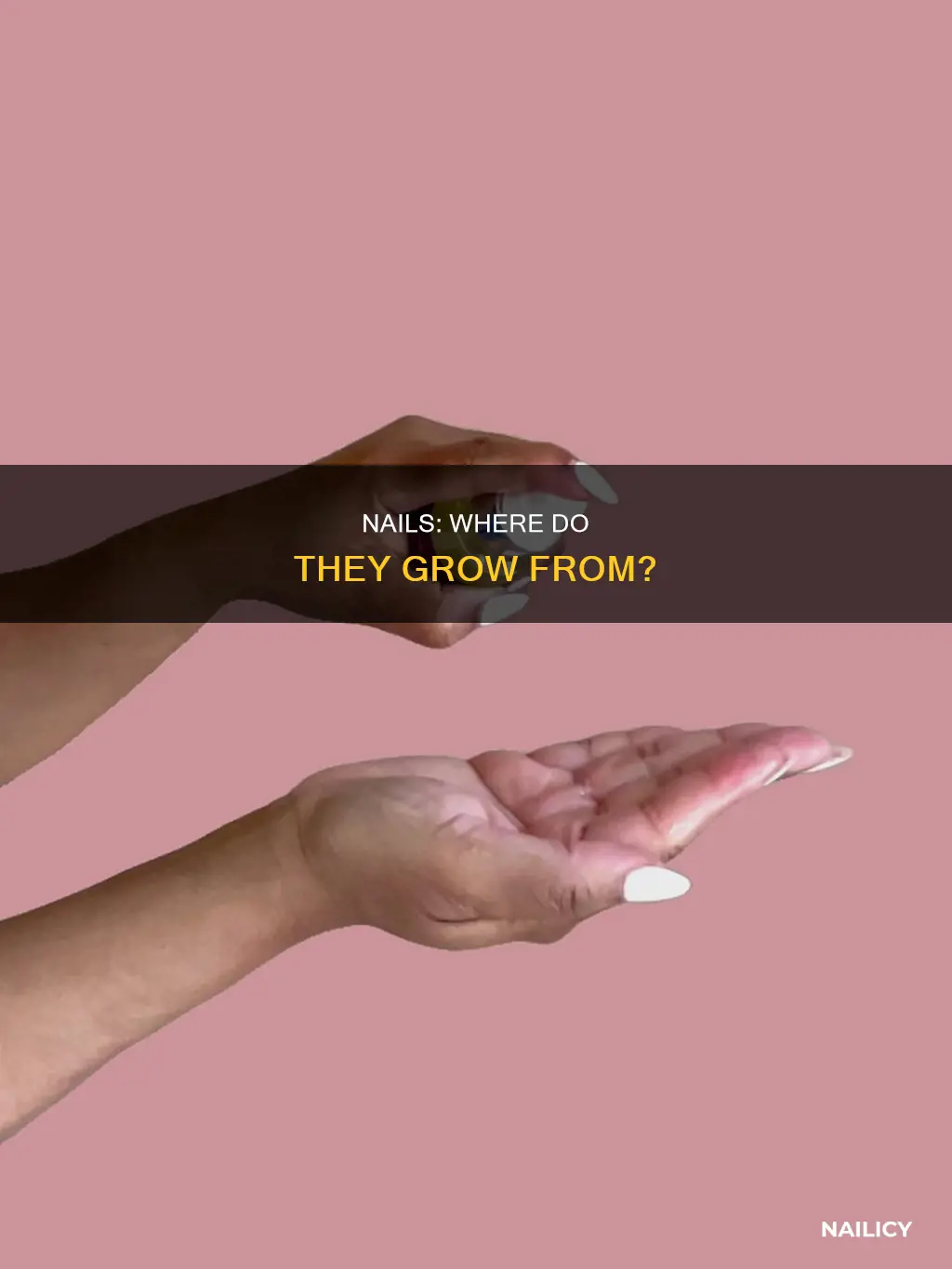 where do your nails grow from