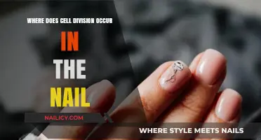 Understanding Nail Growth: The Cell Division Process in Fingernails