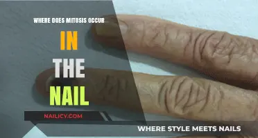 Mitosis in Nail Growth: Understanding Cell Division in Fingertips