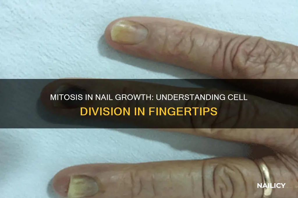 where does mitosis occur in the nail