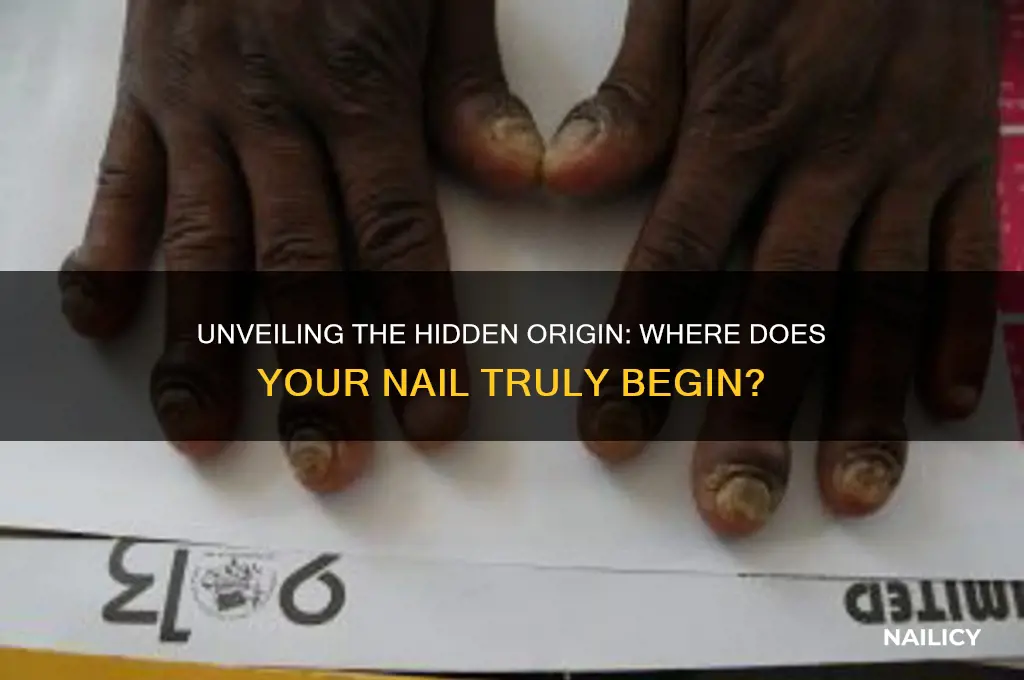 where does your nail start