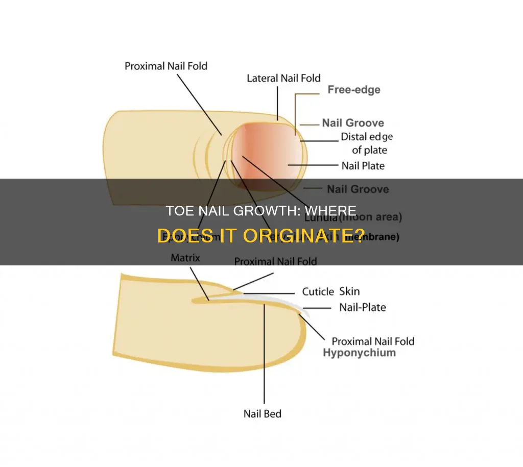 where does your toe nail grow from
