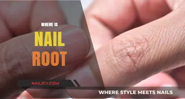 Understanding the Nail Root: Location, Function, and Importance Explained