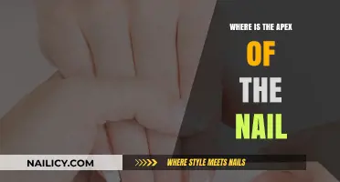Understanding the Apex of the Nail: Location and Importance Explained