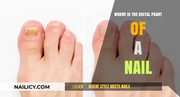 Understanding the Distal Part of a Nail: Location and Function Explained
