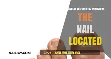 The Growing Portion of Nails: Where is it Located?