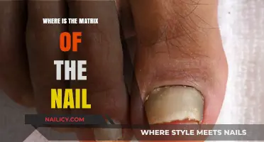 Understanding the Nail Matrix: Location, Function, and Health Insights