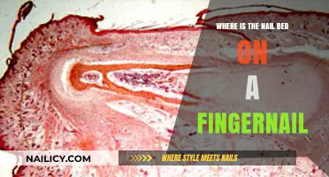 Understanding the Nail Bed: Location and Function on Your Fingernails
