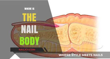 Understanding Nail Anatomy: Locating the Nail Body and Its Functions
