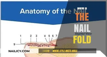 Understanding the Nail Fold: Location, Function, and Importance Explained
