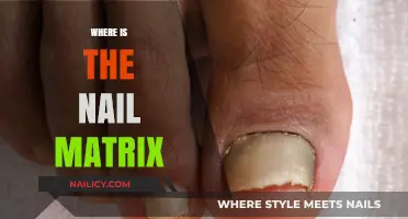 Understanding the Nail Matrix: Location, Function, and Importance Explained