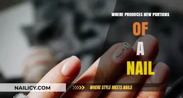 Understanding Nail Growth: Where New Portions of a Nail Are Produced