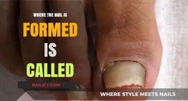 Understanding Nail Formation: The Hidden Location of Nail Growth Explained