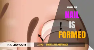Understanding Nail Formation: Where and How Your Nails Grow