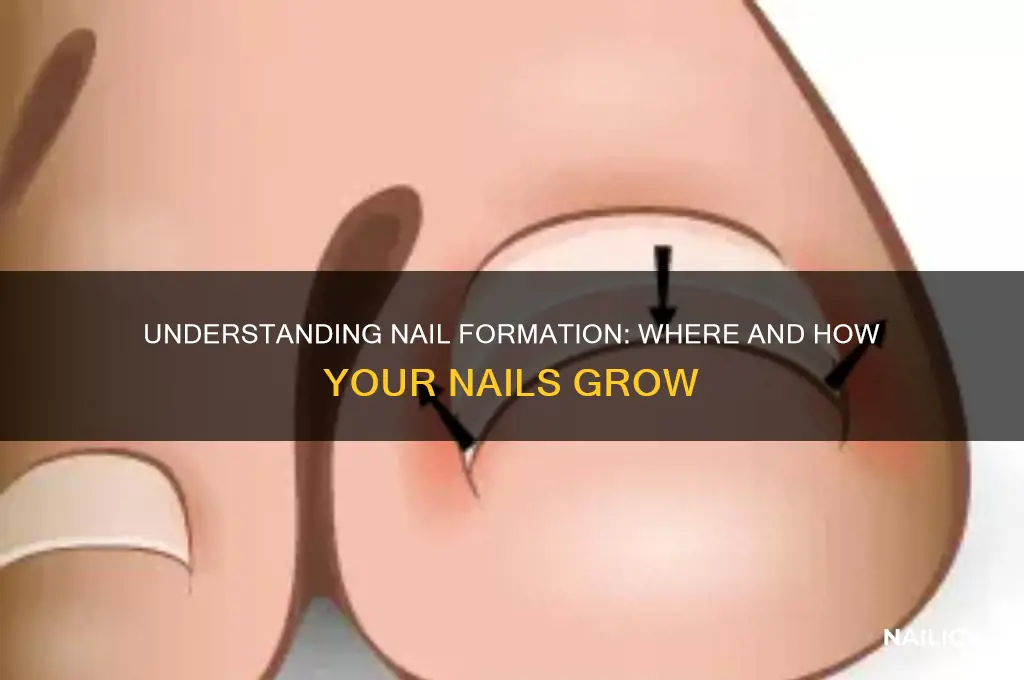 where the nail is formed