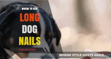 Clipping Dog Nails: Where to Clip for Safety