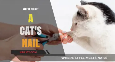 The Best Place to Cut Your Cat's Nails
