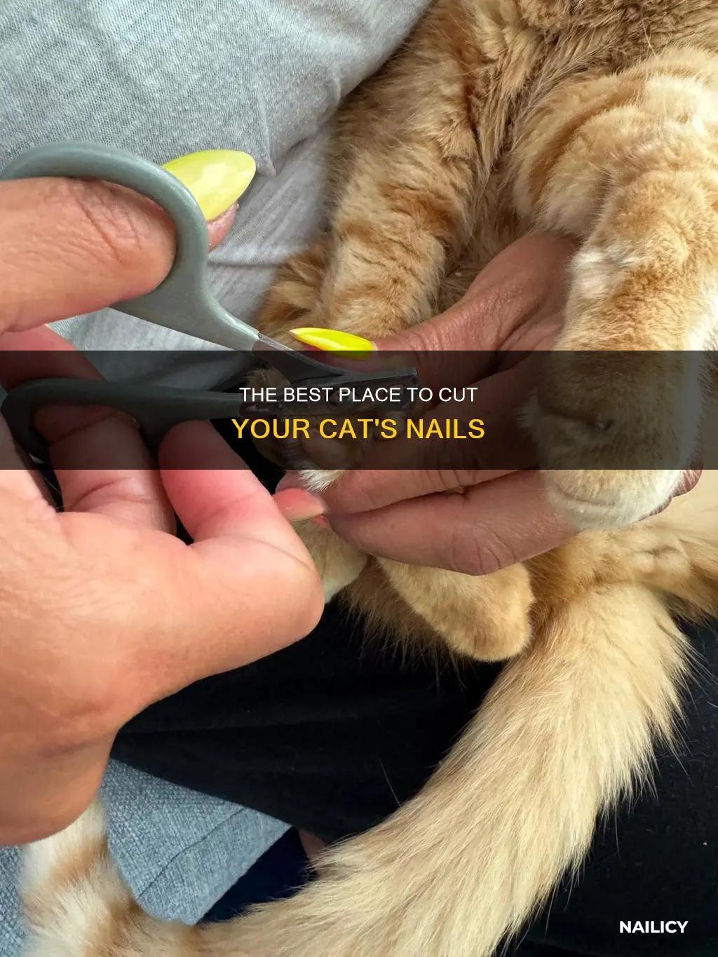 where to cut a cat