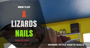 Clipping Lizard Nails: Where to Cut Safely