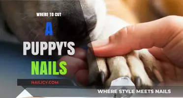 Trimming Your Puppy's Nails: A Safe Guide