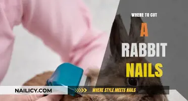 Trimming Rabbit Nails: Where to Cut?