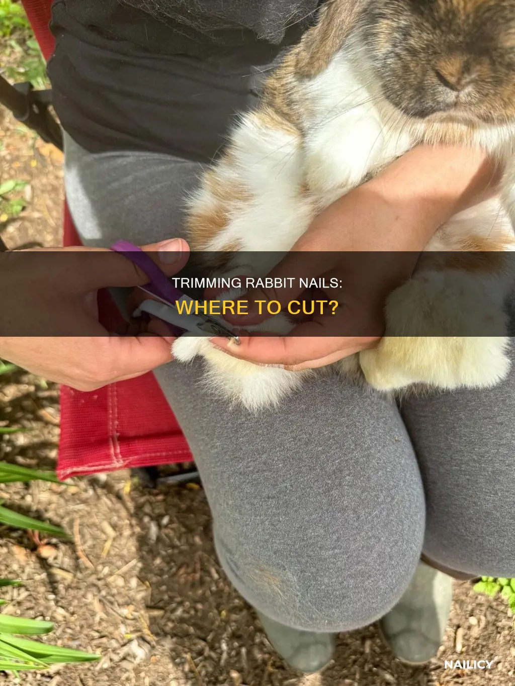 where to cut a rabbit nails