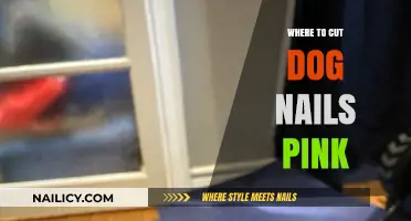 How to Safely Trim Your Dog's Nails