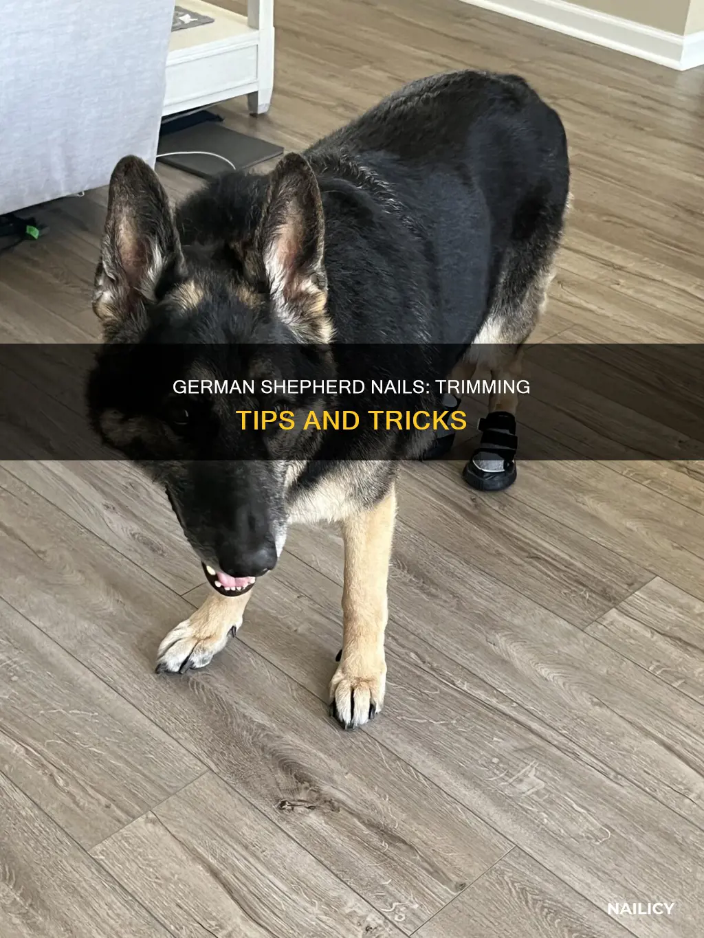 where to cut german shepherd nails