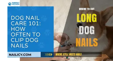 Trimming Your Dog's Nails: Where to Cut Long Nails
