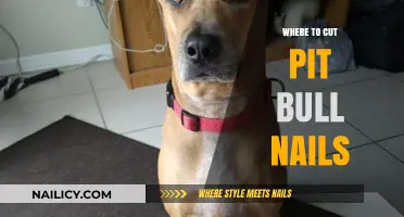 Trimming Your Pit Bull's Nails: A Step-by-Step Guide