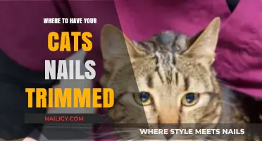 Cat Nail Trimming: Where to Go?