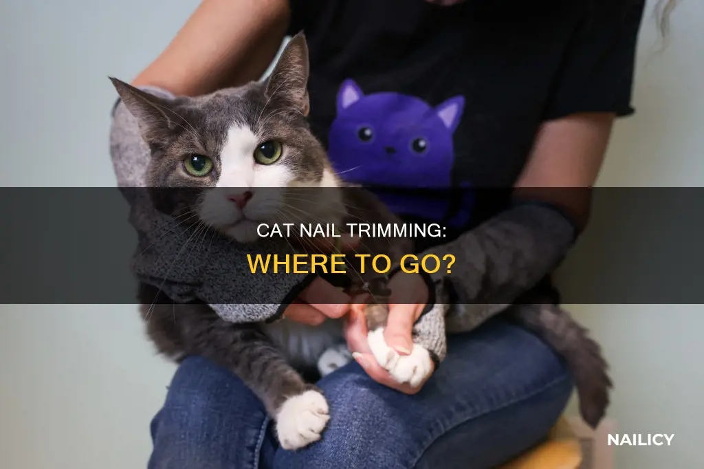 where to have your cats nails trimmed