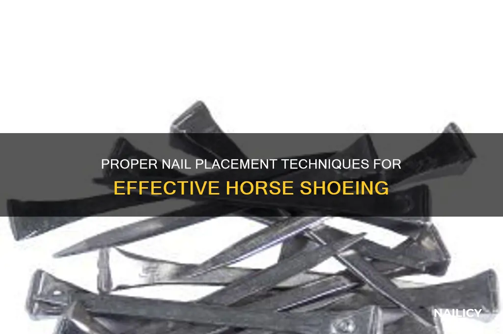 where to place nails when shoeing horses