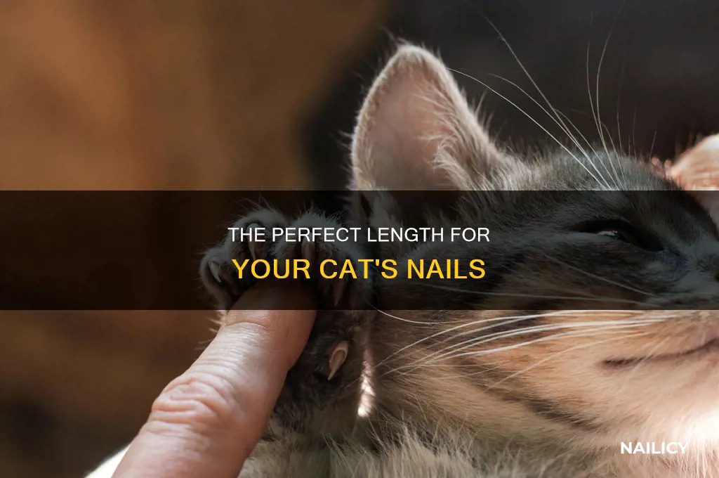 where to stop cutting cat