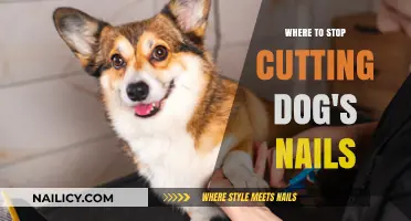 Trimming Dog Nails: When to Stop Clipping?