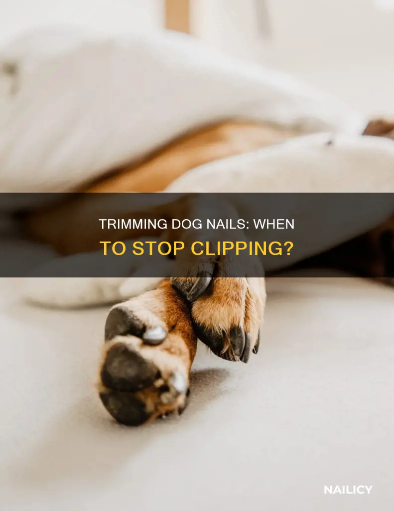 where to stop cutting dog