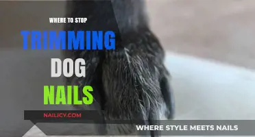 Trimming Dog Nails: When to Stop Clipping?