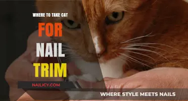 Cat Claw Maintenance: Where to Go for Nail Trims