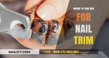 Trimming Dog Nails: Where to Go?