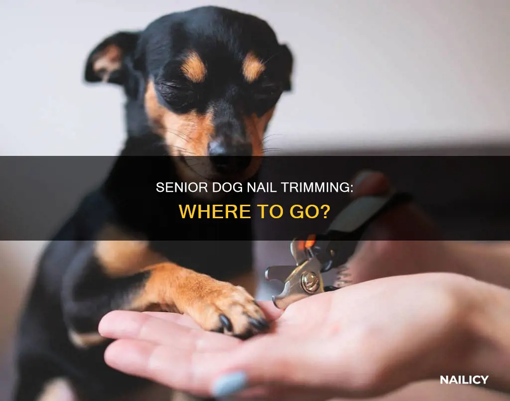 where to take senior dog for nails trimmed