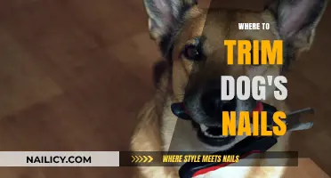 Trimming Dog Nails: A Guide to Safe Clipping