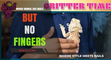 Nail-Bearing Mystery: Animals with Nails but No Fingers Explained