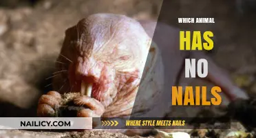 Animals Without Nails: Surprising Creatures Lacking Clawed Features