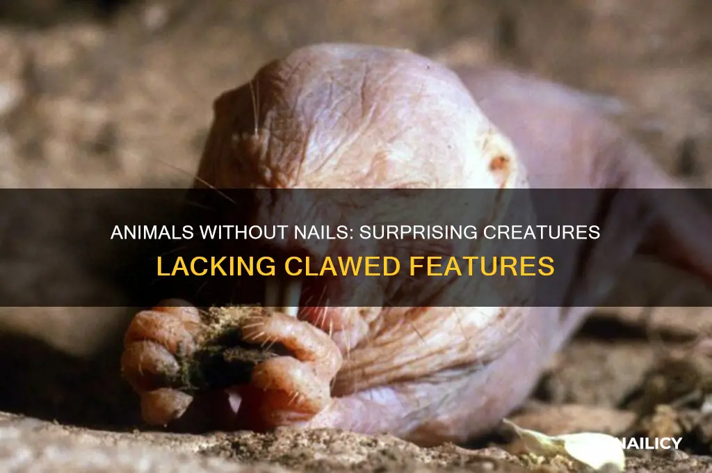 which animal has no nails