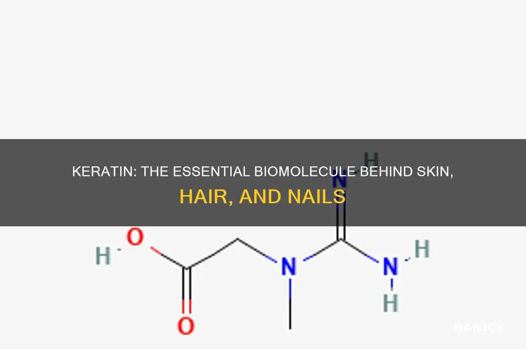 which biomolecule makes up skin hair and nails