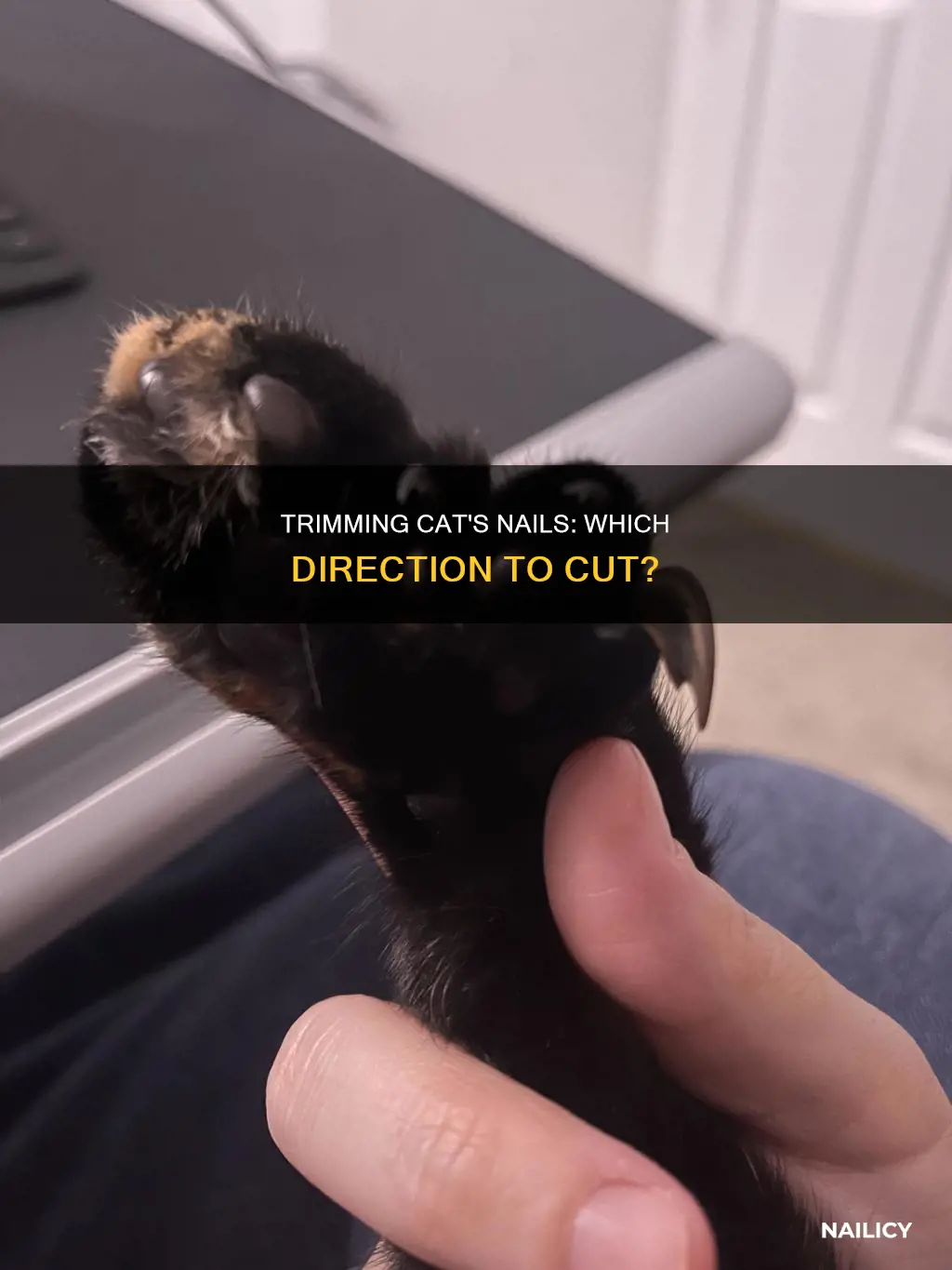 which direction to cut cat