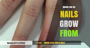 Where Do Nails Grow From?