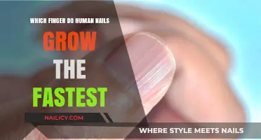 Human Nails: Fastest Growth, Finger by Finger