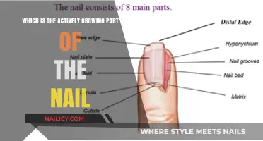 The Matrix: Exploring Nail Growth and its Active Zone