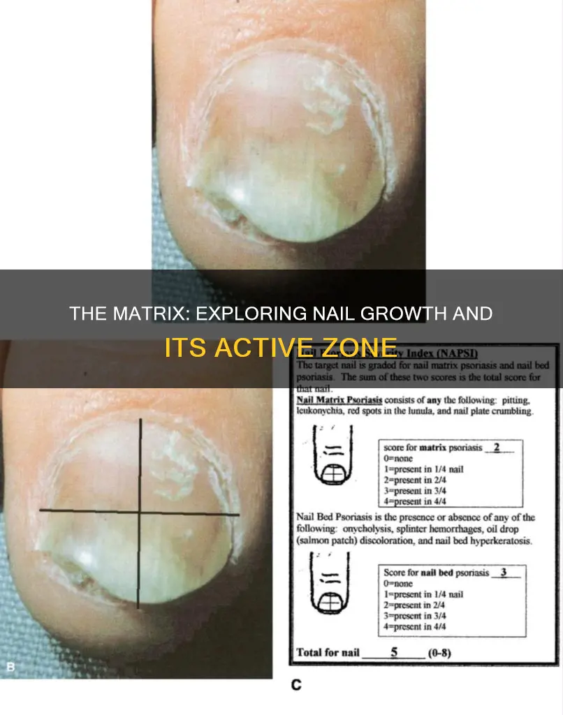 which is the actively growing part of the nail